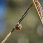 Gemeine Haarschnecke