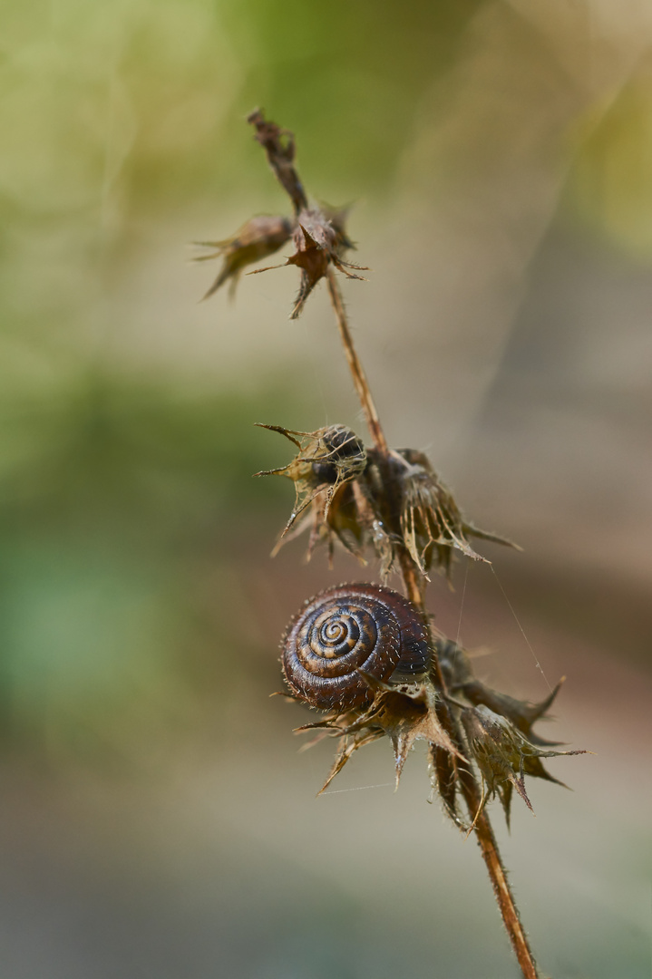 Gemeine Haarschnecke (Trochulus hispidus)