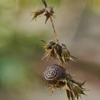 Gemeine Haarschnecke (Trochulus hispidus)