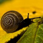  Gemeine Haarschnecke (Trochulus hispidus)