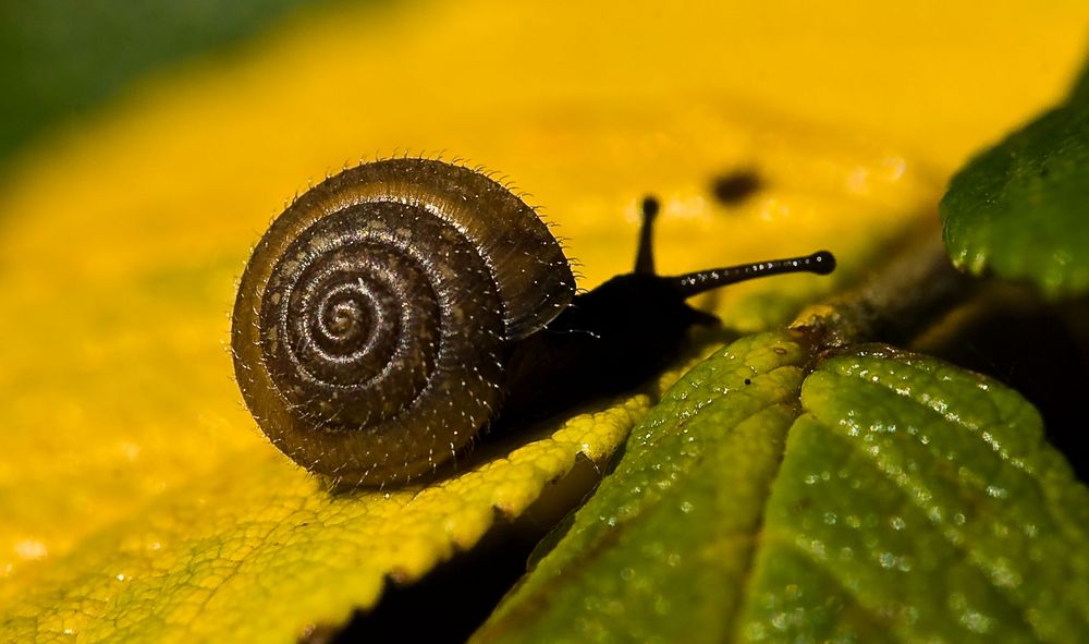  Gemeine Haarschnecke (Trochulus hispidus)