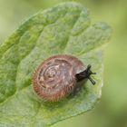 Gemeine Haarschnecke (Trochulus hispidus) ???