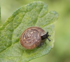 Gemeine Haarschnecke (Trochulus hispidus) ???