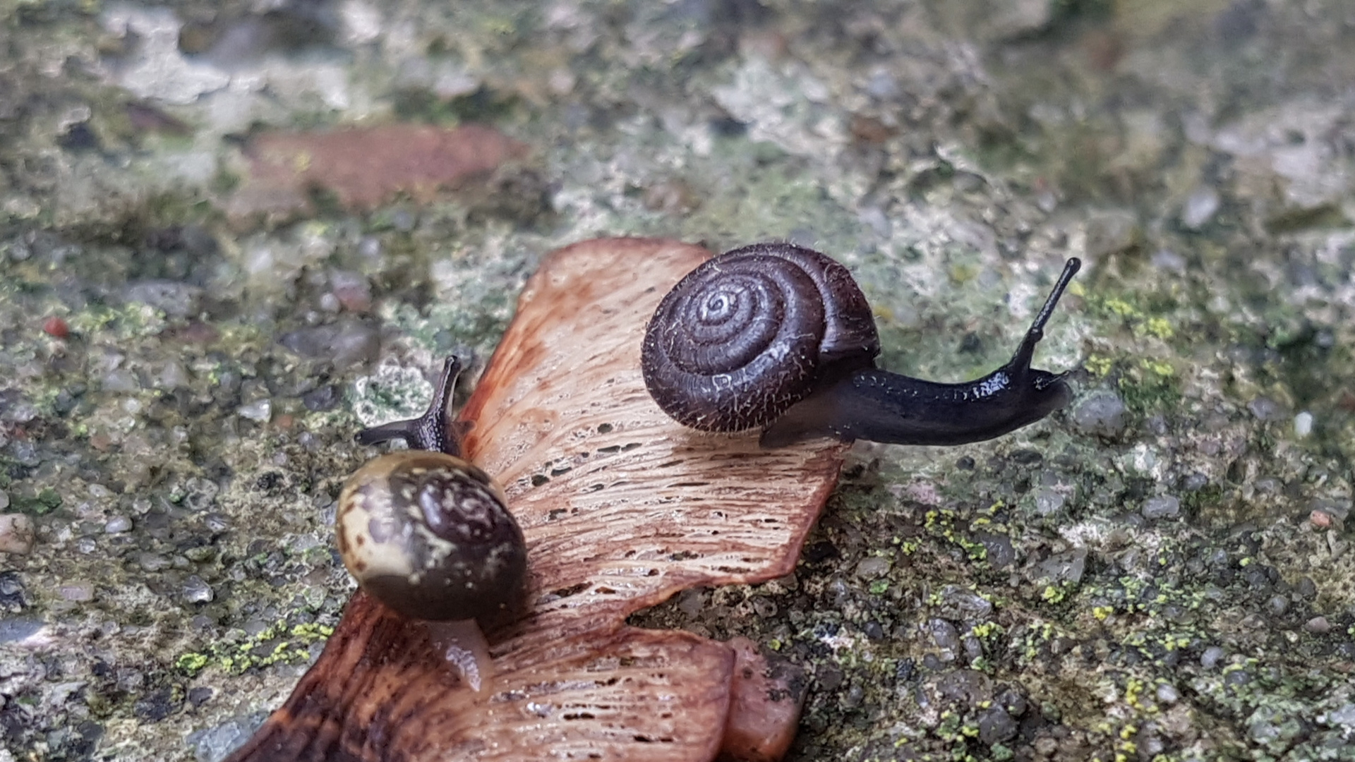 Gemeine haarschnecke und bänderschnecke