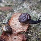 Gemeine haarschnecke und bänderschnecke