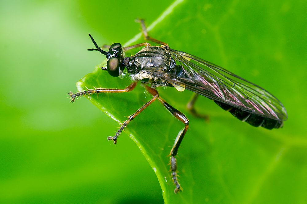 Gemeine Habichtsfliege