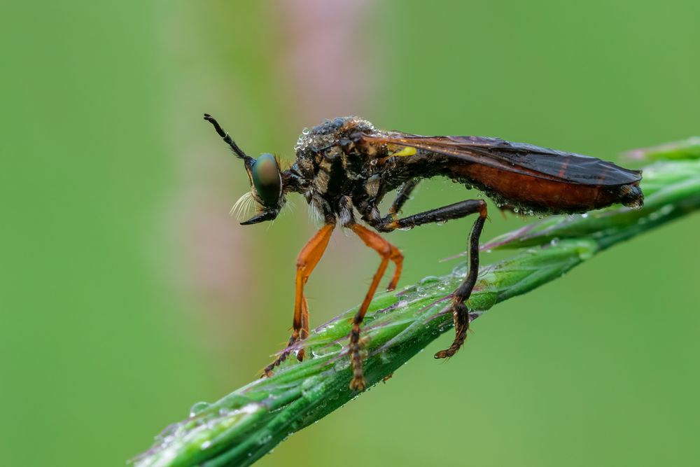 Gemeine Habichtsfliege