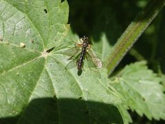 Gemeine Habichtsfliege auf Brennnessel