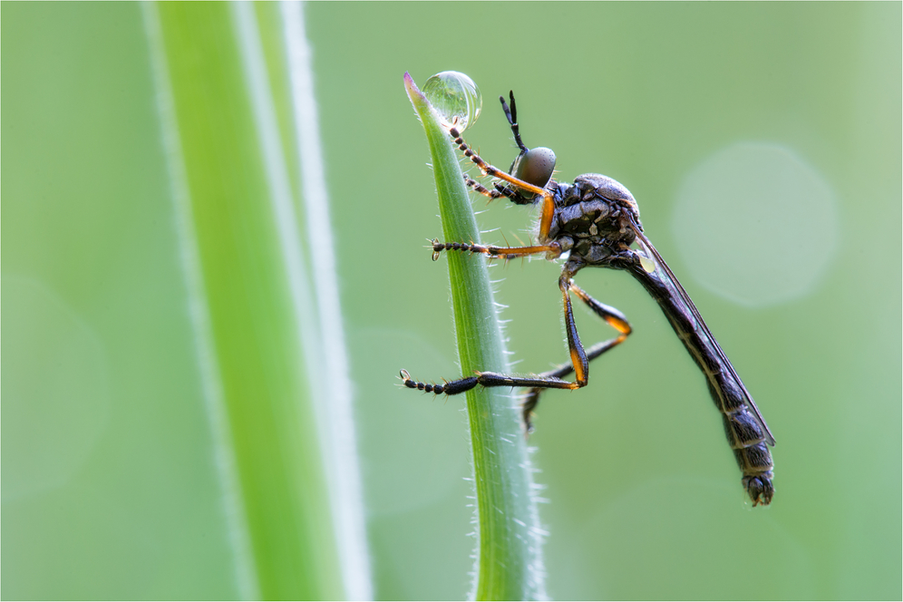 Gemeine Habichtsfliege (Dioctria hyalipennis)