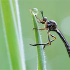 Gemeine Habichtsfliege (Dioctria hyalipennis)