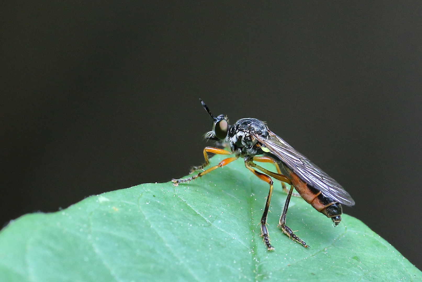 Gemeine Habichtsfliege/ Dioctria hyalipennis