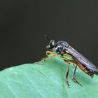 Gemeine Habichtsfliege/ Dioctria hyalipennis