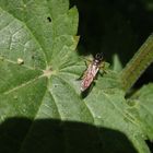 Gemeine Habichtsfliege (Dioctria hyalipennis) auf Brennnessel