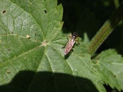 Gemeine Habichtsfliege (Dioctria hyalipennis) auf Brennnessel