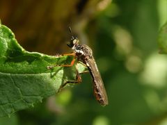 Gemeine Habichtsfliege (Dioctria hyalipennis) auf der Lauer