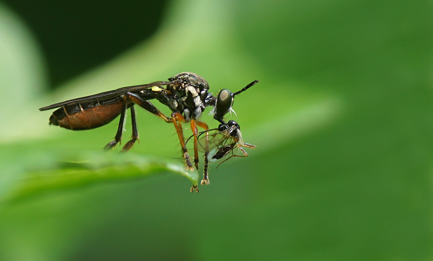 Gemeine Habichtsfliege (Dioctria hyalipennis)