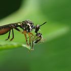 Gemeine Habichtsfliege (Dioctria hyalipennis)