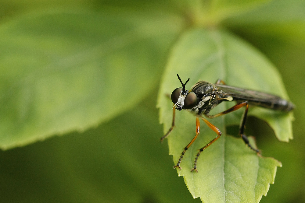 Gemeine Habichtsfliege - Dioctria hyalipennis