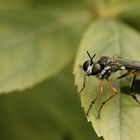 Gemeine Habichtsfliege - Dioctria hyalipennis
