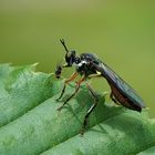 Gemeine Habichtsfliege  (Dioctria hyalipennis) mit Beute