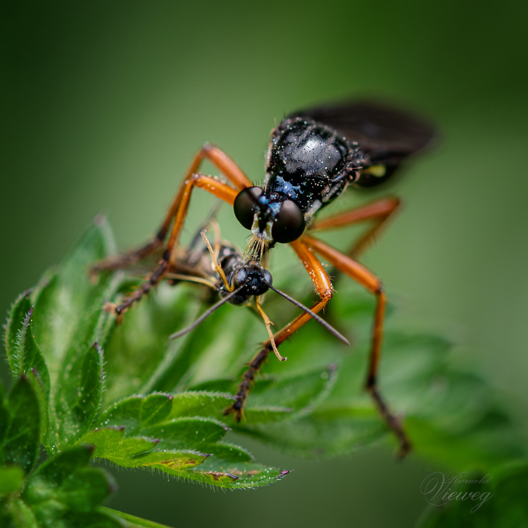 Gemeine Habichtsfliege mit Beute 1