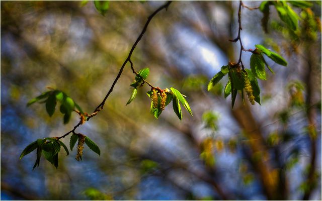 ....Gemeine Hainbuche....