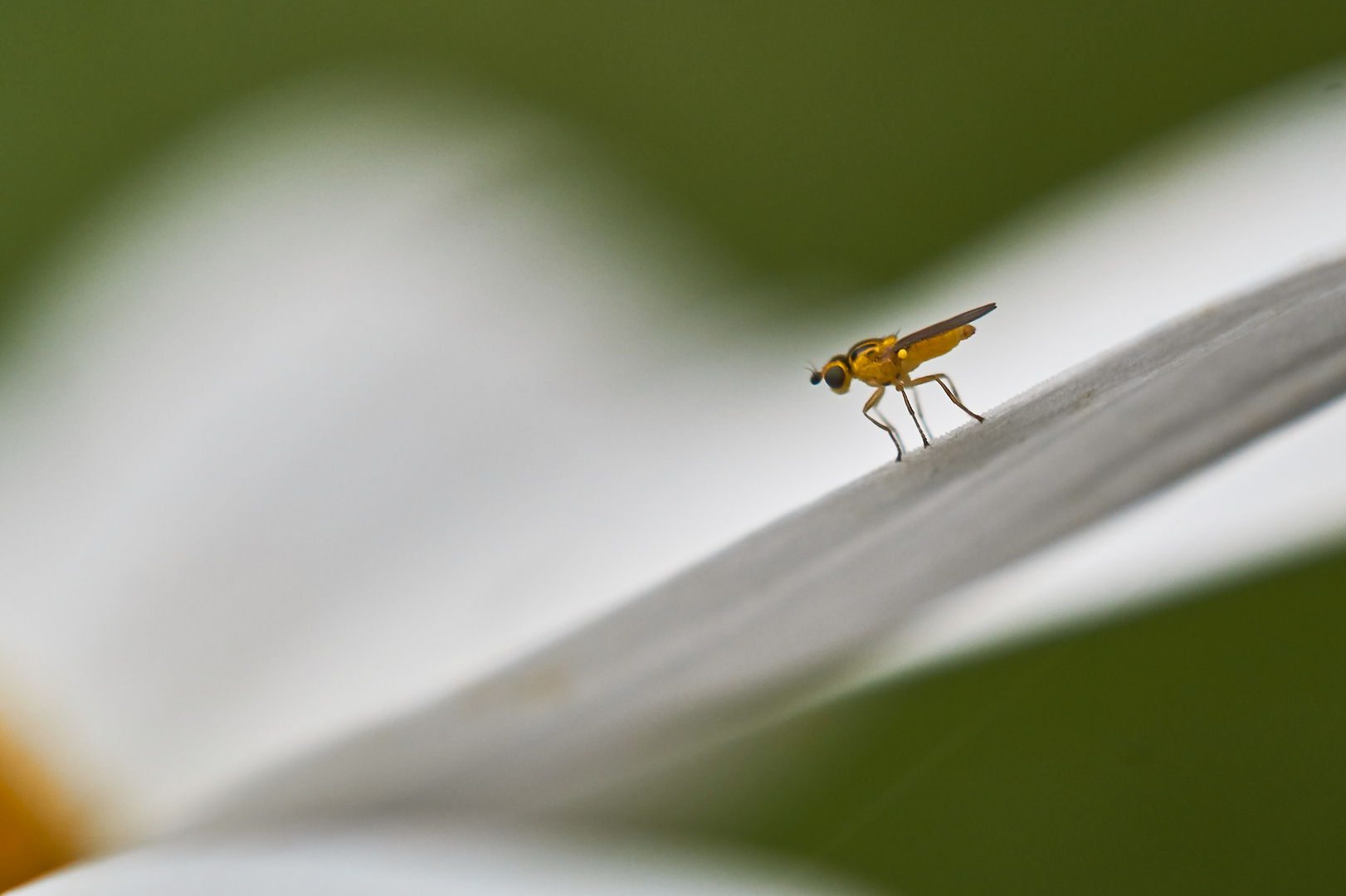 Gemeine Halmfliege 