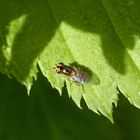 Gemeine Halmfliege - eine Herausforderung an Makrofotografen