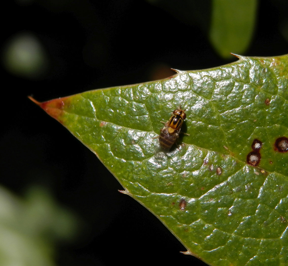 Gemeine Halmfliege (Thaumatomyia notata) - auch wieder da!