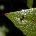 Gemeine Halmfliege (Thaumatomyia notata) - auch wieder da!