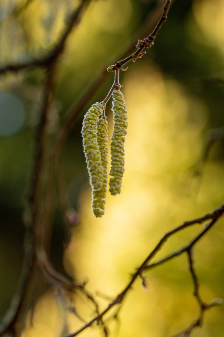  Gemeine Hasel (Corylus avellana)