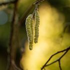  Gemeine Hasel (Corylus avellana)