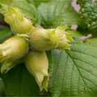 Gemeine Hasel (Corylus avellana)