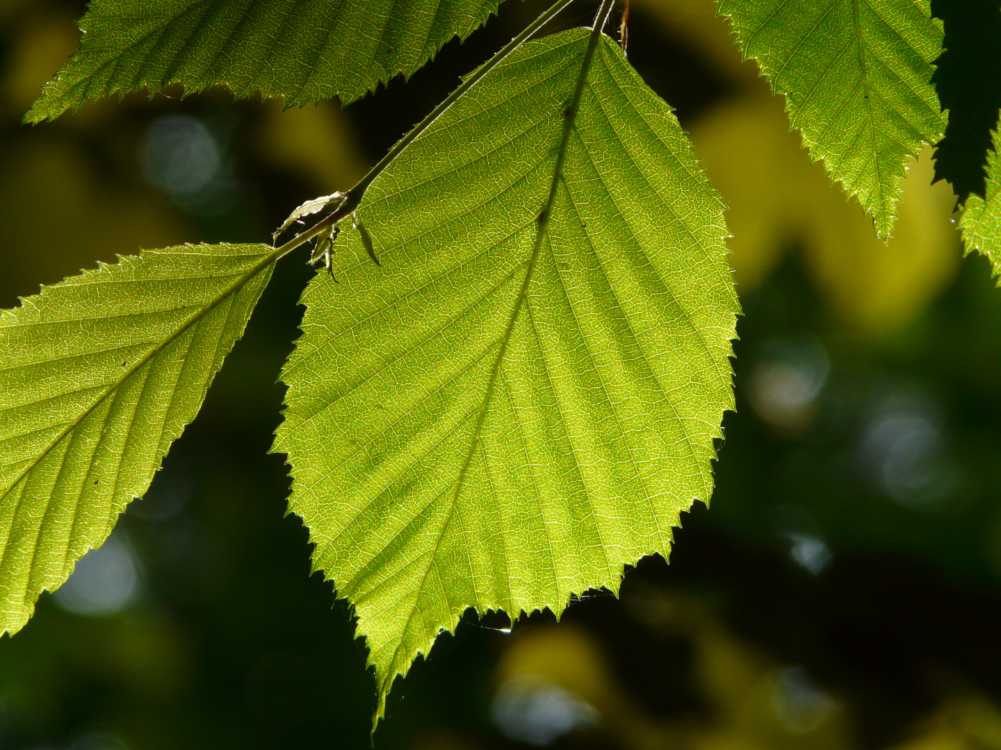 Gemeine Hasel - Corylus avellana