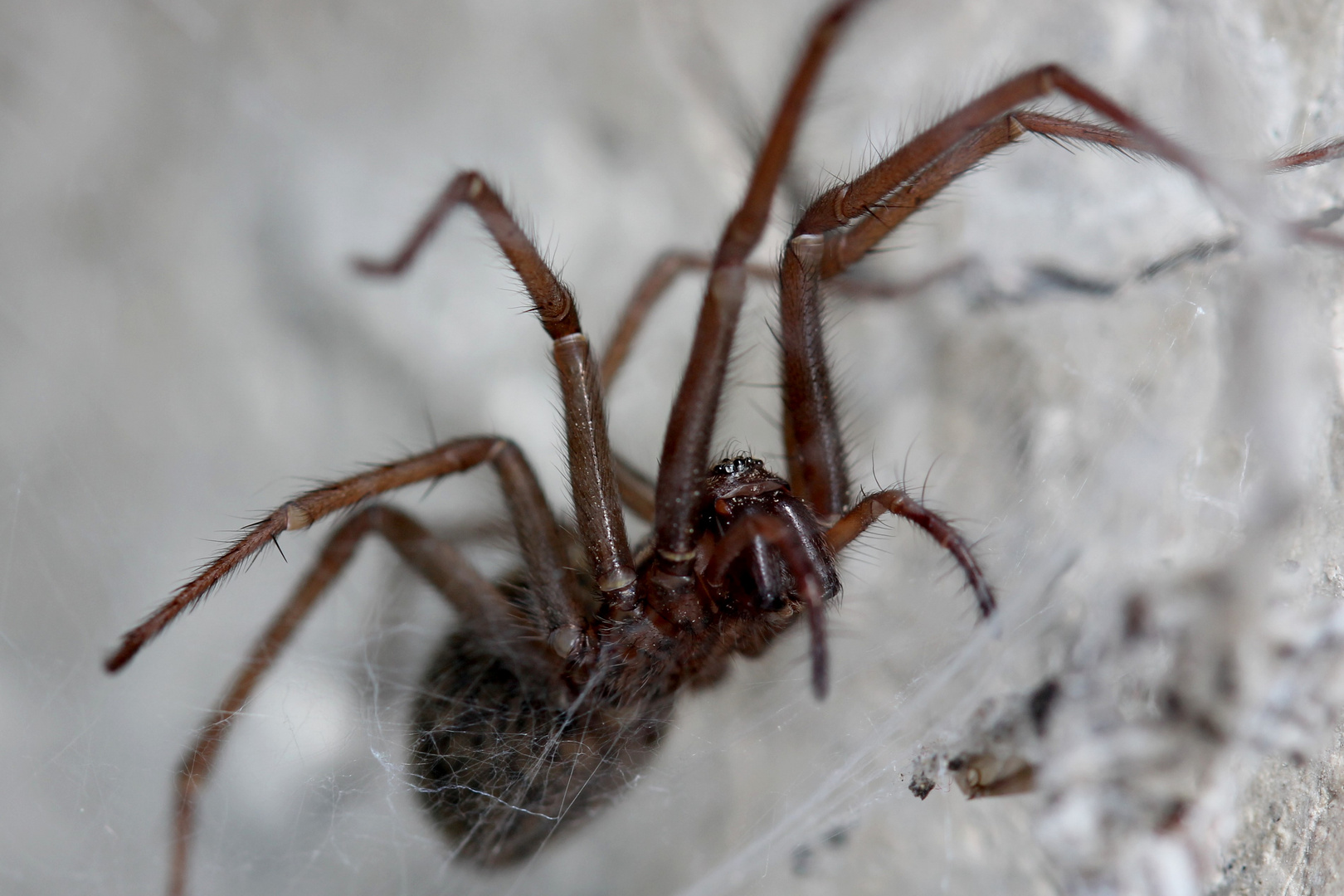 Gemeine Hausspinne Foto & Bild tiere, wildlife, spinnen Bilder auf