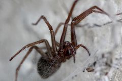 Gemeine Hausspinne