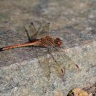 Gemeine Heidelibelle 1 (Sympetrum vulgatum)