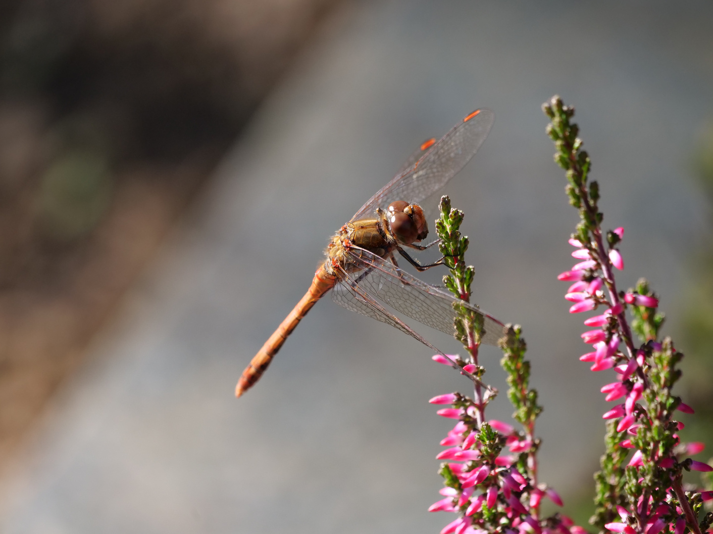 Gemeine Heidelibelle 2 (Sympetrum vulgatum)