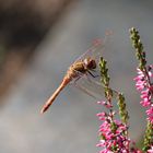 Gemeine Heidelibelle 2 (Sympetrum vulgatum)