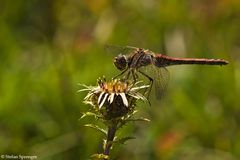 Gemeine Heidelibelle 2/09