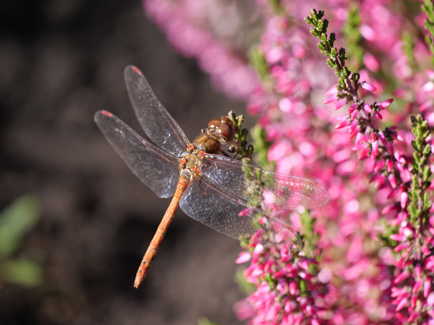 Gemeine Heidelibelle 3 (Sympetrum vulgatum)