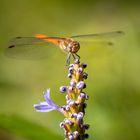 Gemeine Heidelibelle auf Blüte