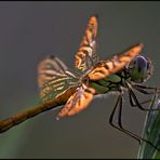 Gemeine Heidelibelle im Abendlicht