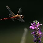 gemeine Heidelibelle im Landeanflug