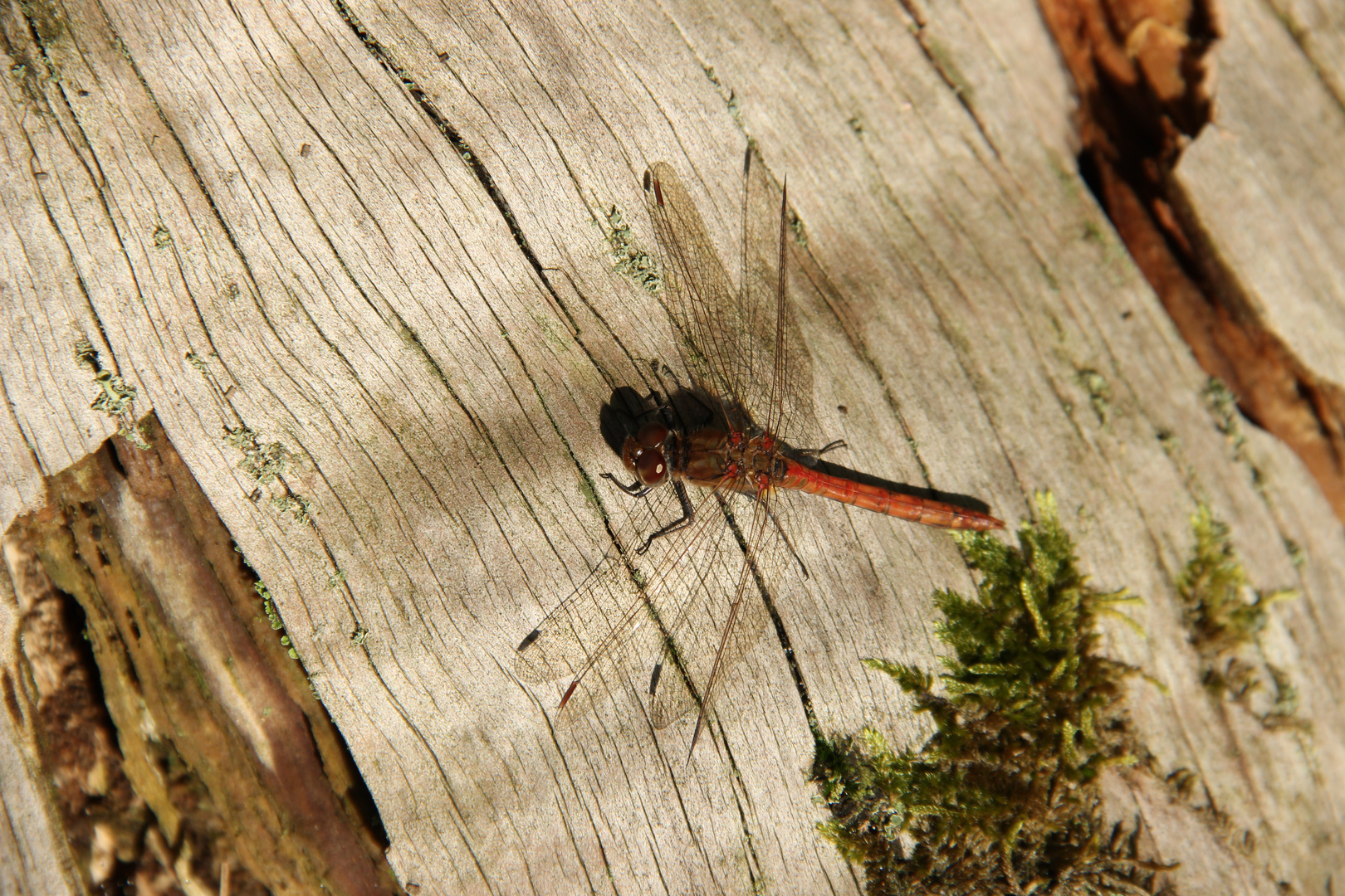 Gemeine Heidelibelle im Oktober im Wilhelmstal