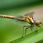 Gemeine Heidelibelle, juveniles Weibchen