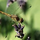 Gemeine Heidelibelle (Sympetrum striolatum)