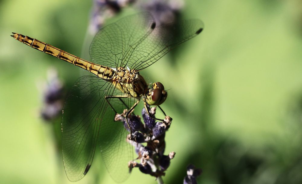 Gemeine Heidelibelle (Sympetrum striolatum)