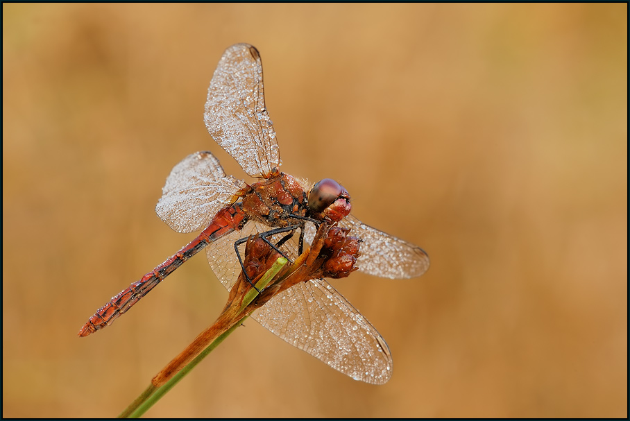 Gemeine Heidelibelle (Sympetrum vulgatum)