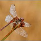 Gemeine Heidelibelle (Sympetrum vulgatum)